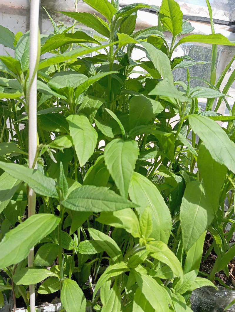 Helianthus tuberosum